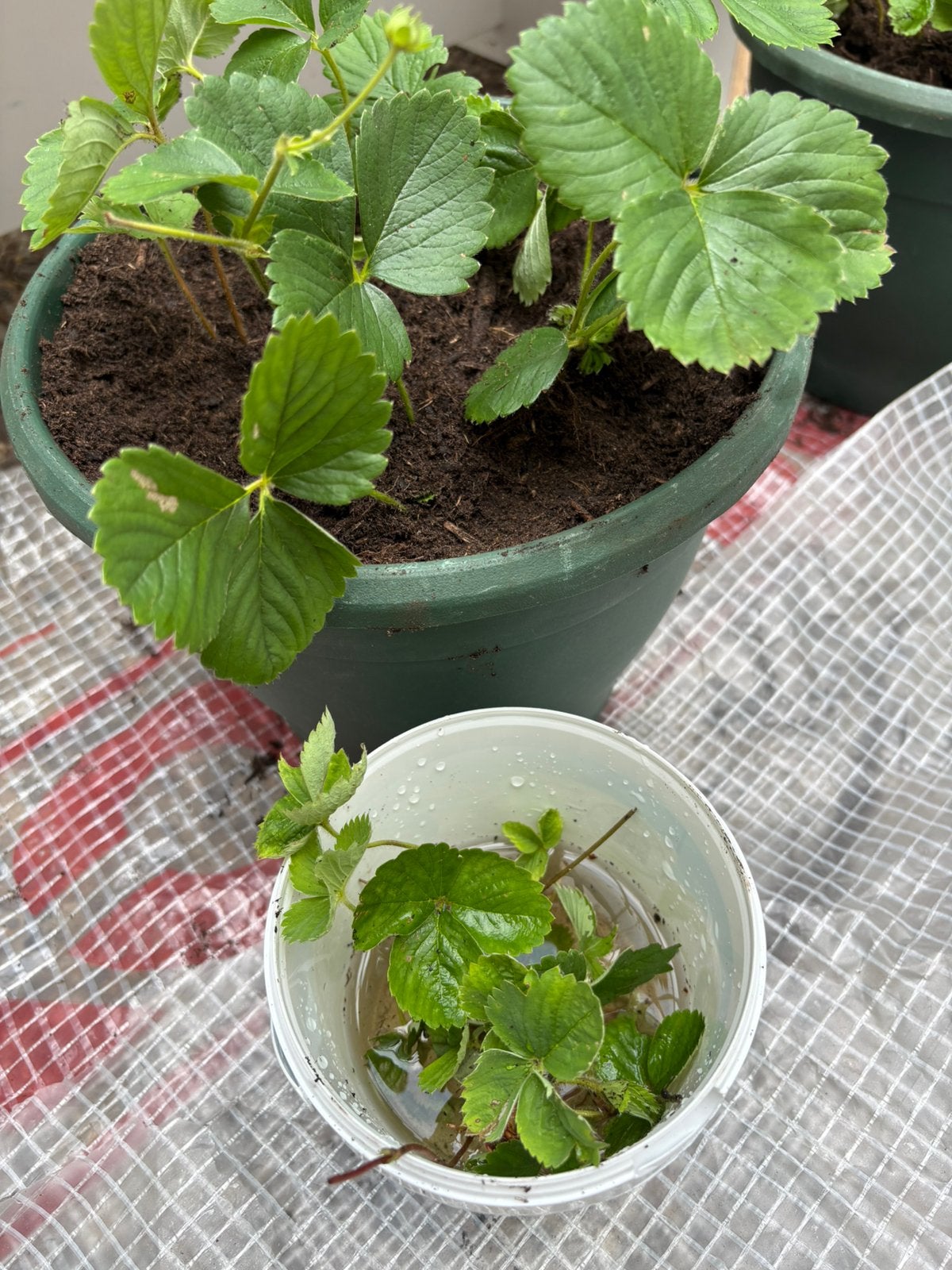 5 aardbeien plantjes (doorbloeiers) samen voor 50 cent, Ophalen, Tweejarig, Fruitplanten, Volle zon