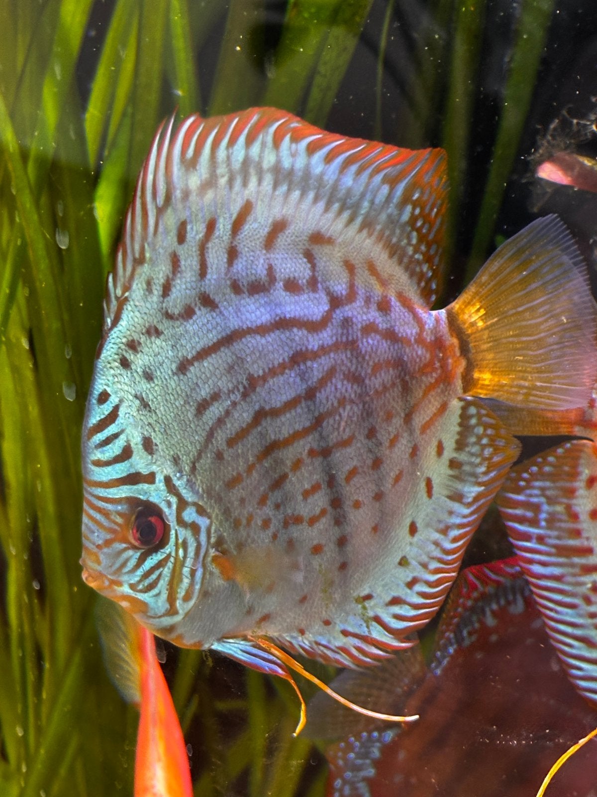 Fraaie discusvis, Dieren en Toebehoren, Vis, Zoetwatervis, Schoolvis