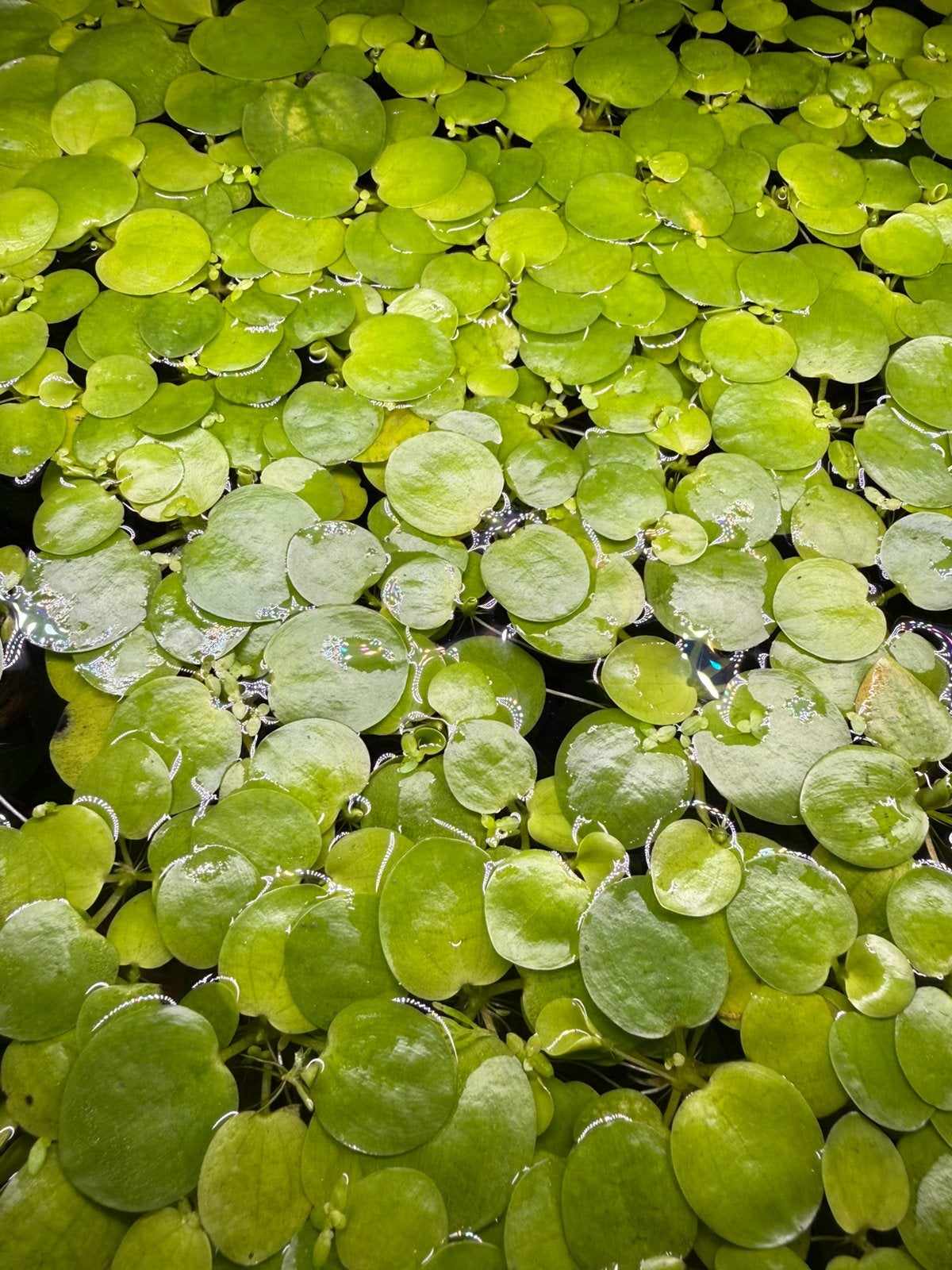 Drijfplantjes aquarium (Amazone Frogbit), Ophalen, Zo goed als nieuw, Plant(en), Steen of Hout