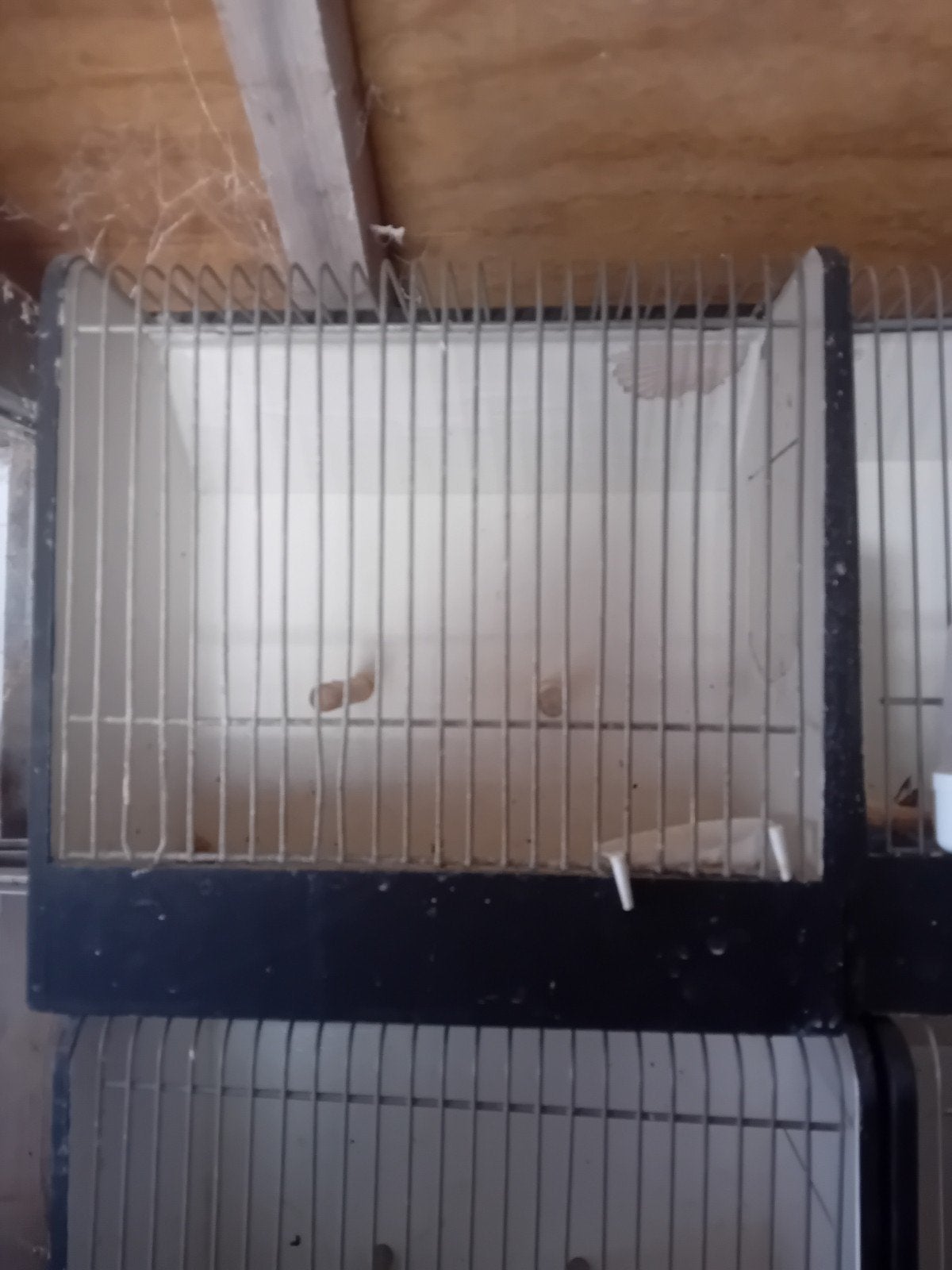 tentoonstelling kooien, Dieren en Toebehoren, Ophalen, Hout, Vogelkooi