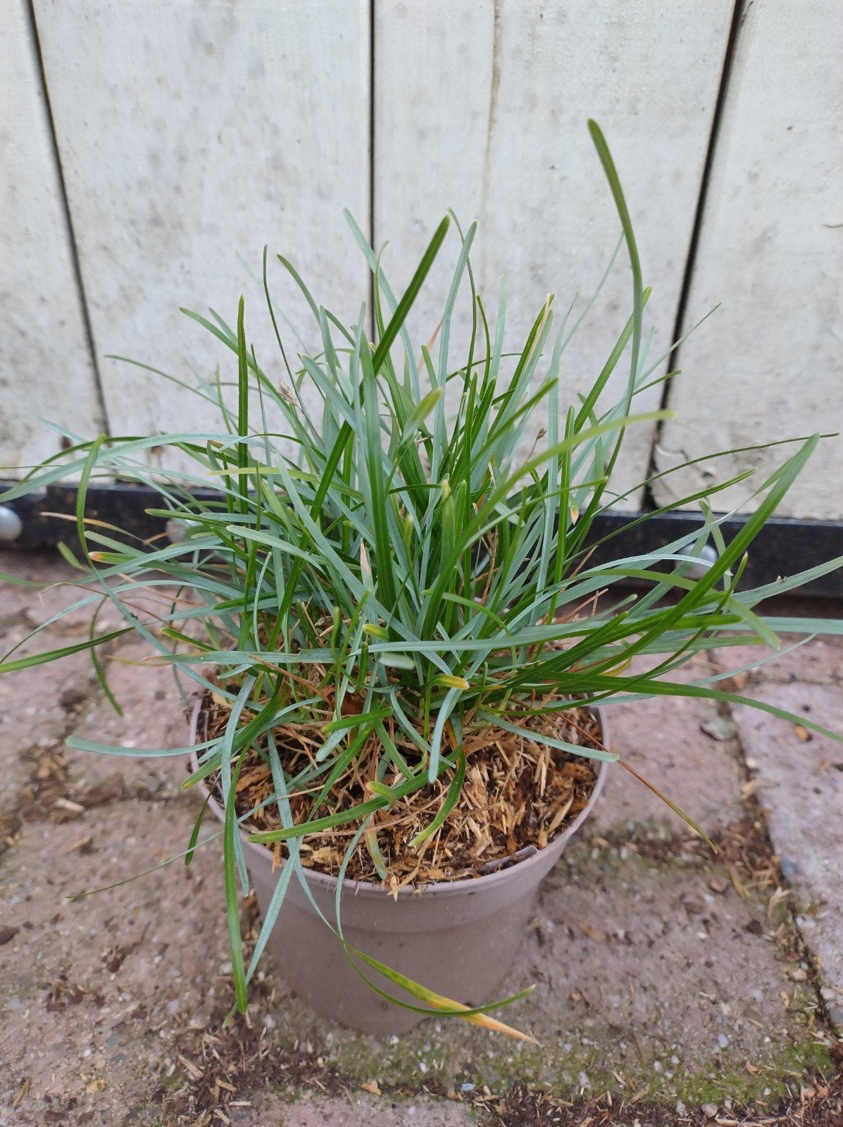 sesleria caerulea. prachtige blauw gras met pluim. C1 plante, Tuin en Terras, Vaste plant, Siergrassen, Ophalen of Verzenden, Halfschaduw
