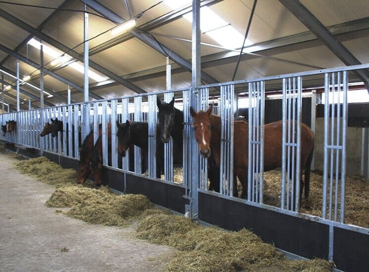 48. Loopstal paard | vrijloopstal | groepshuisvesting paard, Dieren en Toebehoren, Opfok, 4 paarden of pony's of meer
