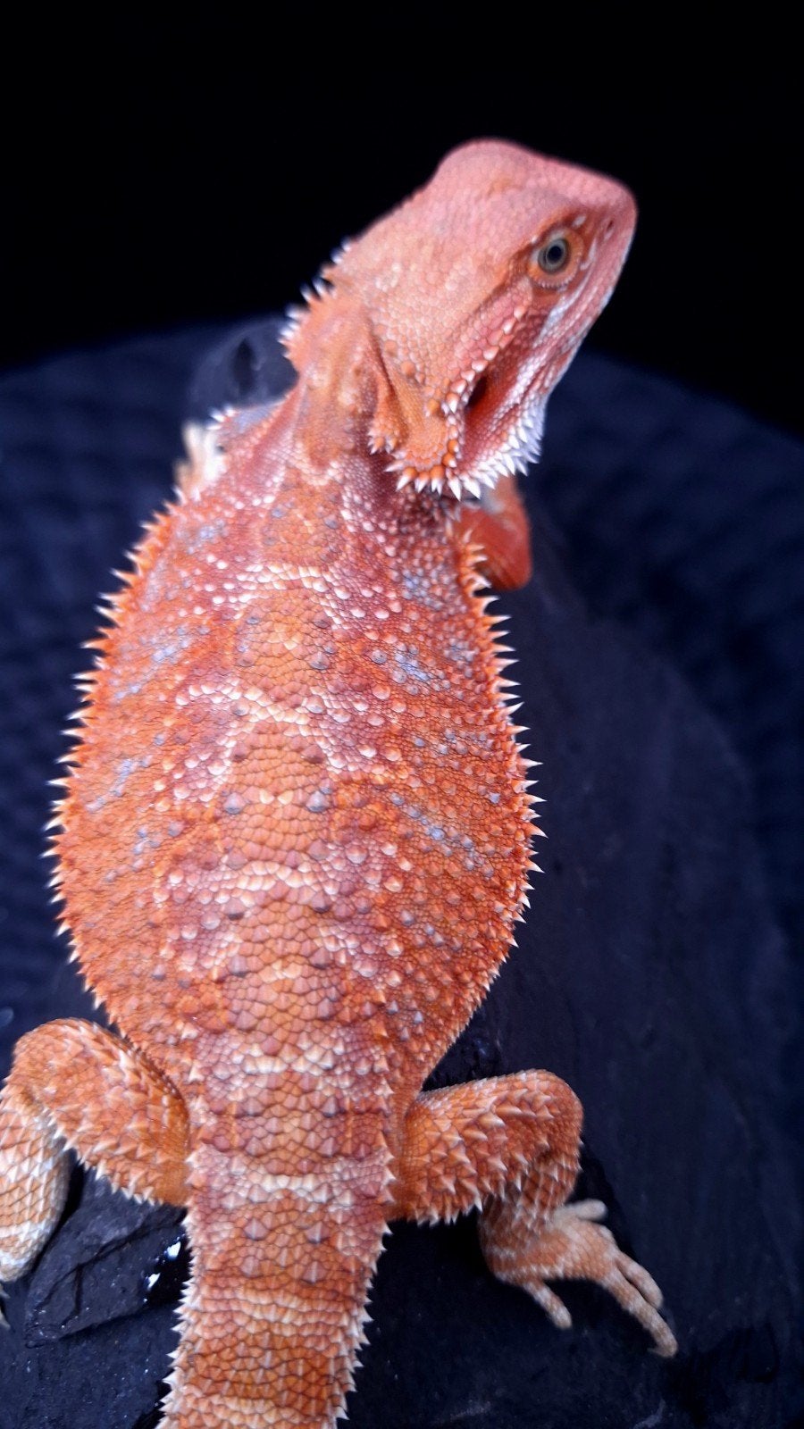 50% Red Monster Blue Bar Hypo het. Trans Baardagaam Man, Dieren en Toebehoren, Reptielen en Amfibieën, Hagedis, 0 tot 2 jaar