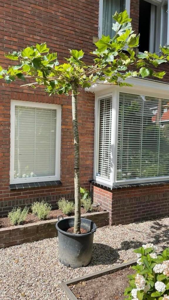 Mooie zware dakplatanen mt 14/16/18/20/25/30cm uit kwekerij!, Tuin en Terras, Planten | Bomen, Ophalen of Verzenden, 100 tot 250 cm