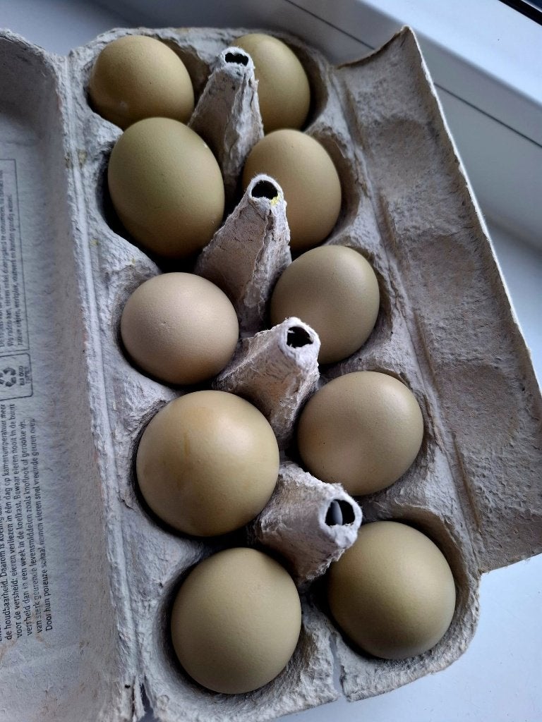 Broedeieren Easteregger  (groenlegger), Geslacht onbekend, Kip