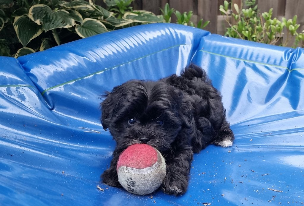 Nog 1 knappe zwarte boomer reutje !  (Shihpoo), Dieren en Toebehoren, Honden | Chihuahua's en Gezelschapshonden, Parvo, 8 tot 15 weken