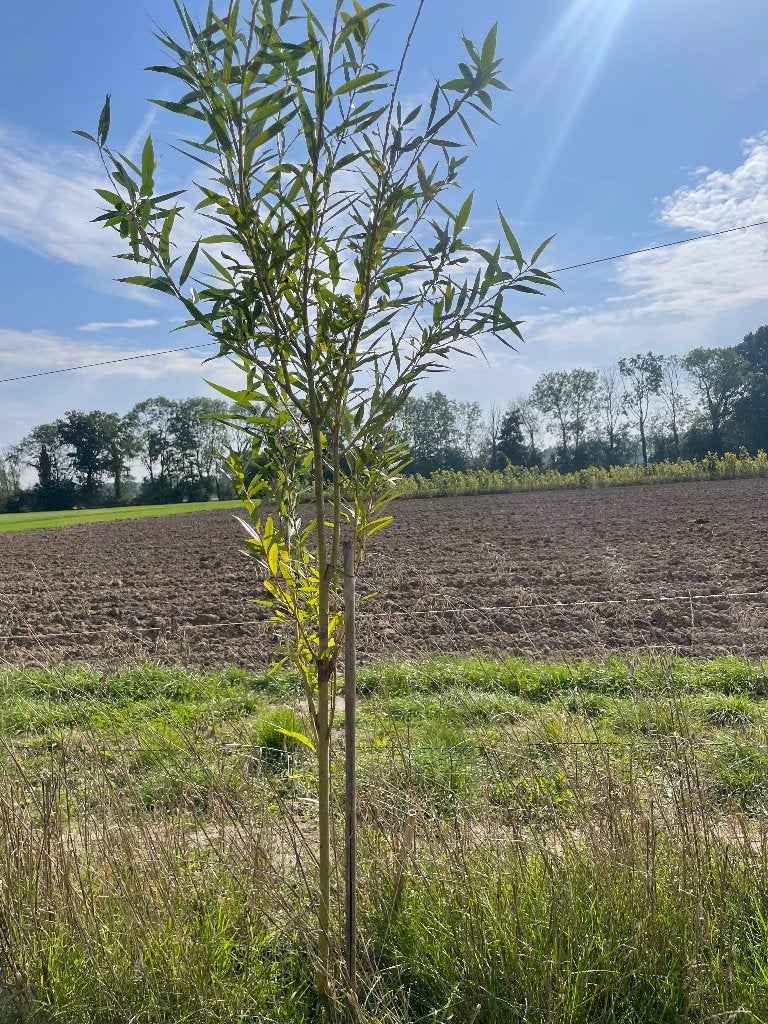 Wilg kraakwilg salix, Overige soorten, Lente, 100 tot 250 cm, Ophalen