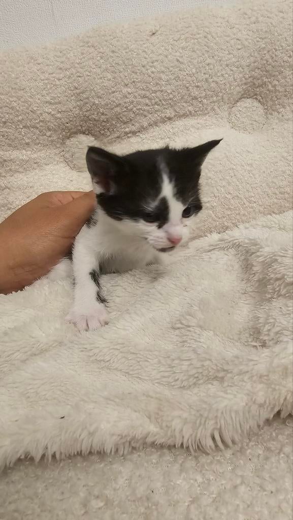 Schattige kittens ter adoptie vanaf 23 mei!, Meerdere dieren, 0 tot 2 jaar