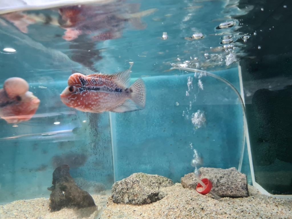 Flowerhorn Red Pearl Cichlide, Dieren en Toebehoren, Vis, Zoetwatervis
