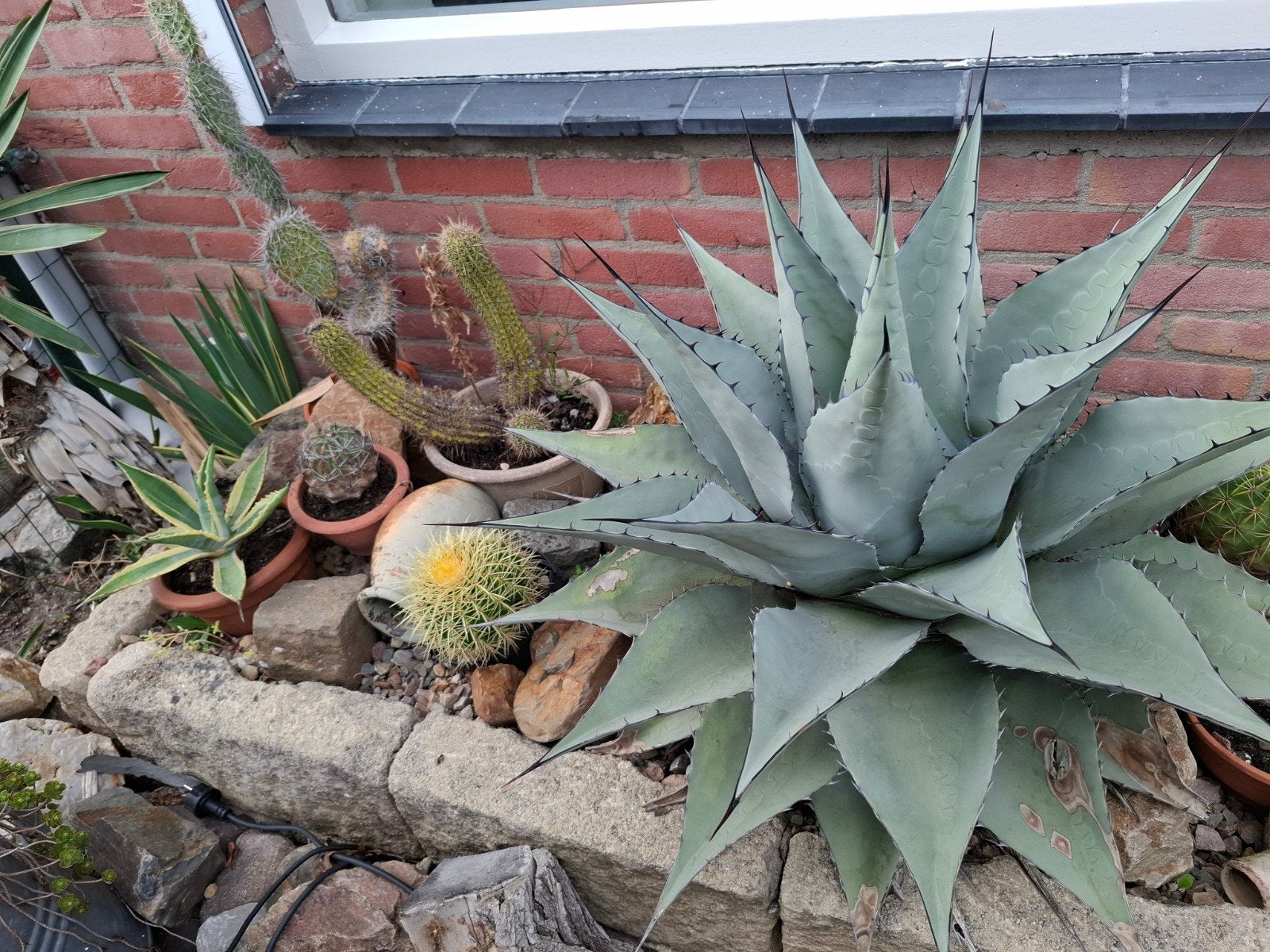 Grote Neo Mexicana en diverse cactussen in stenen bak, Volle zon, Vaste plant, Bloeit niet, Ophalen