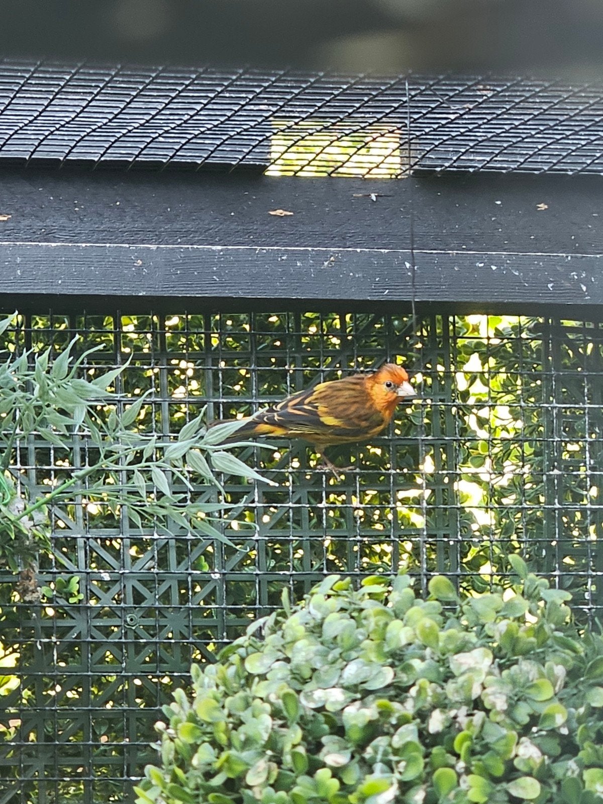 Putters, Meerdere dieren, Bastaard