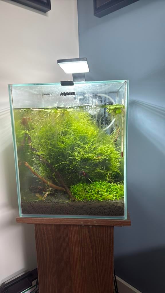 Mooie nette aquael 30l aquarium met garnalen en visjes, Inclusief vissen, Ophalen of Verzenden, Aquael, Gevuld zoetwateraquarium