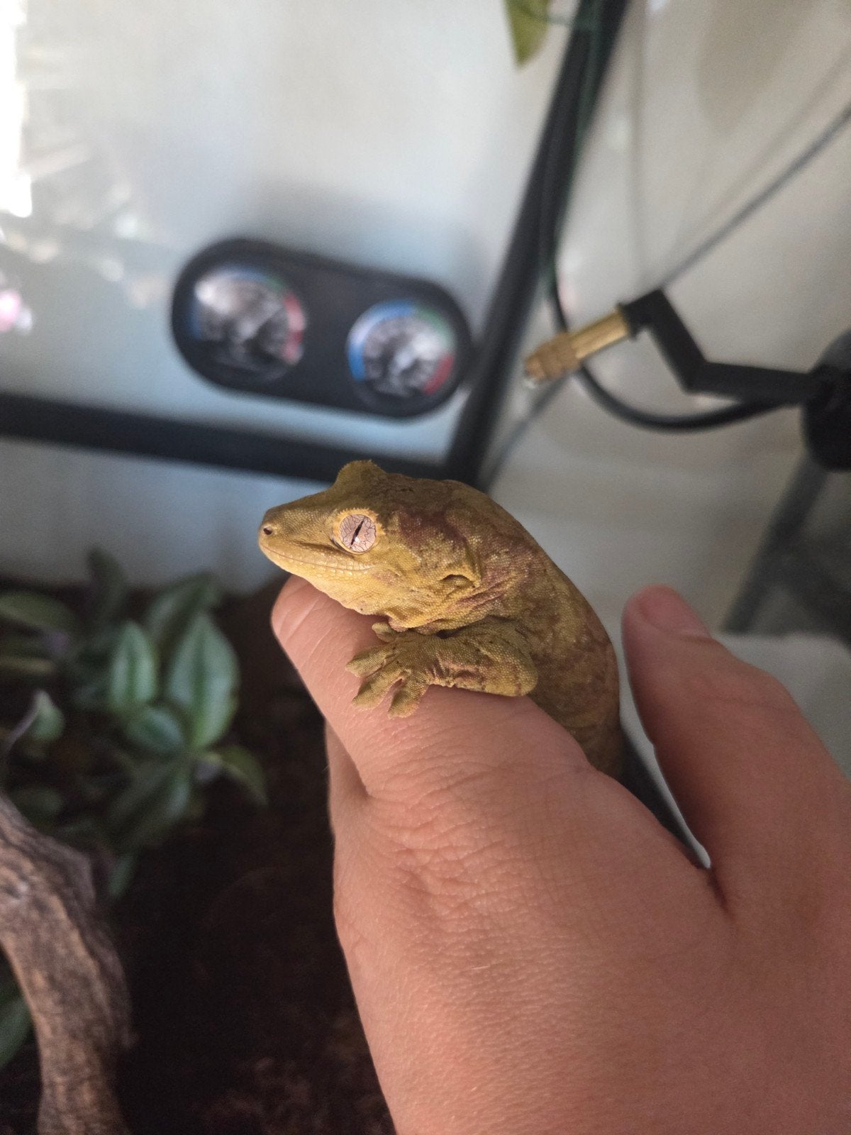 Mniarogekko chahoua, Hagedis