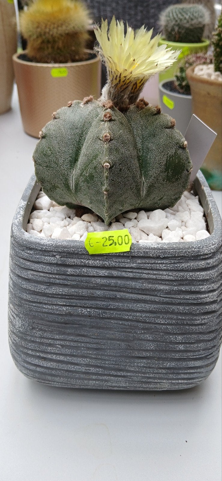Astrophytum Myriostigma -  met Gele Bloemen, Ophalen of Verzenden, Overige soorten, Volle zon
