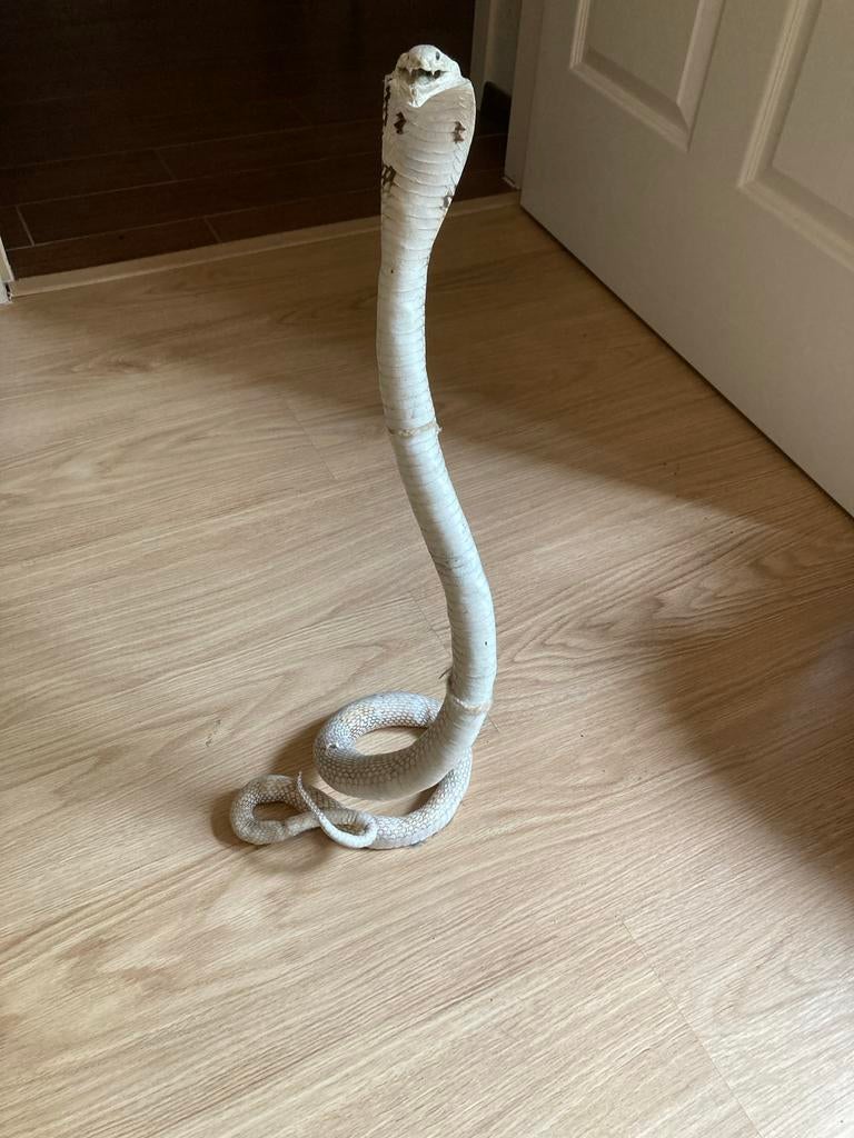 Opgezette Cobra, Verzamelen, Ophalen of Verzenden, Gebruikt