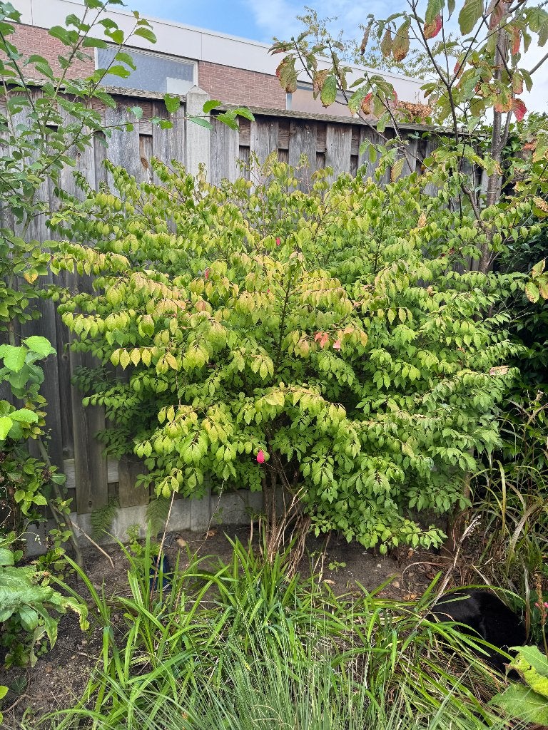 Kardinaalmuts, Herfst, Overige soorten, 100 tot 250 cm, Ophalen