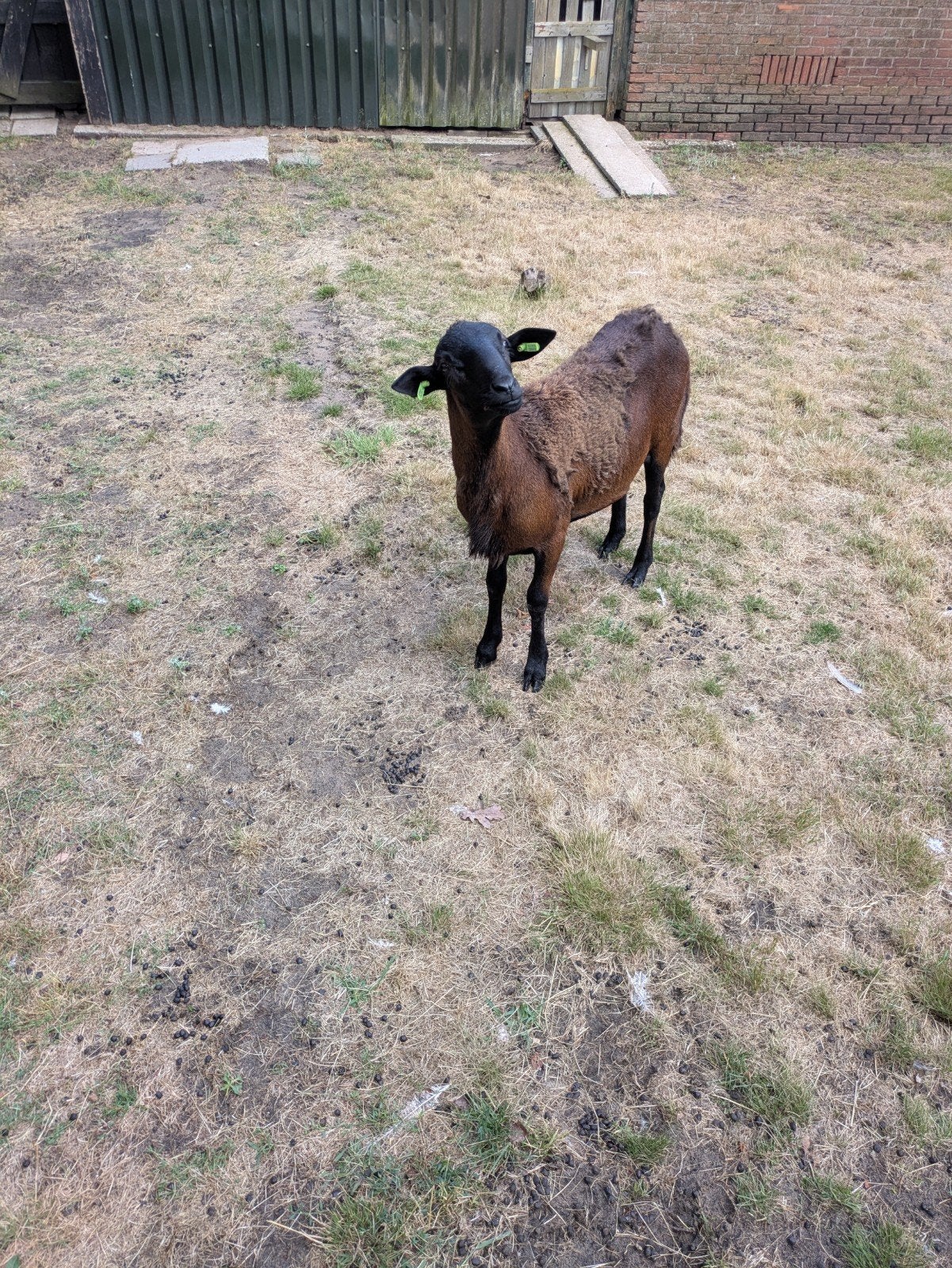 te huur barbados black balley ram, Mannelijk, Schaap