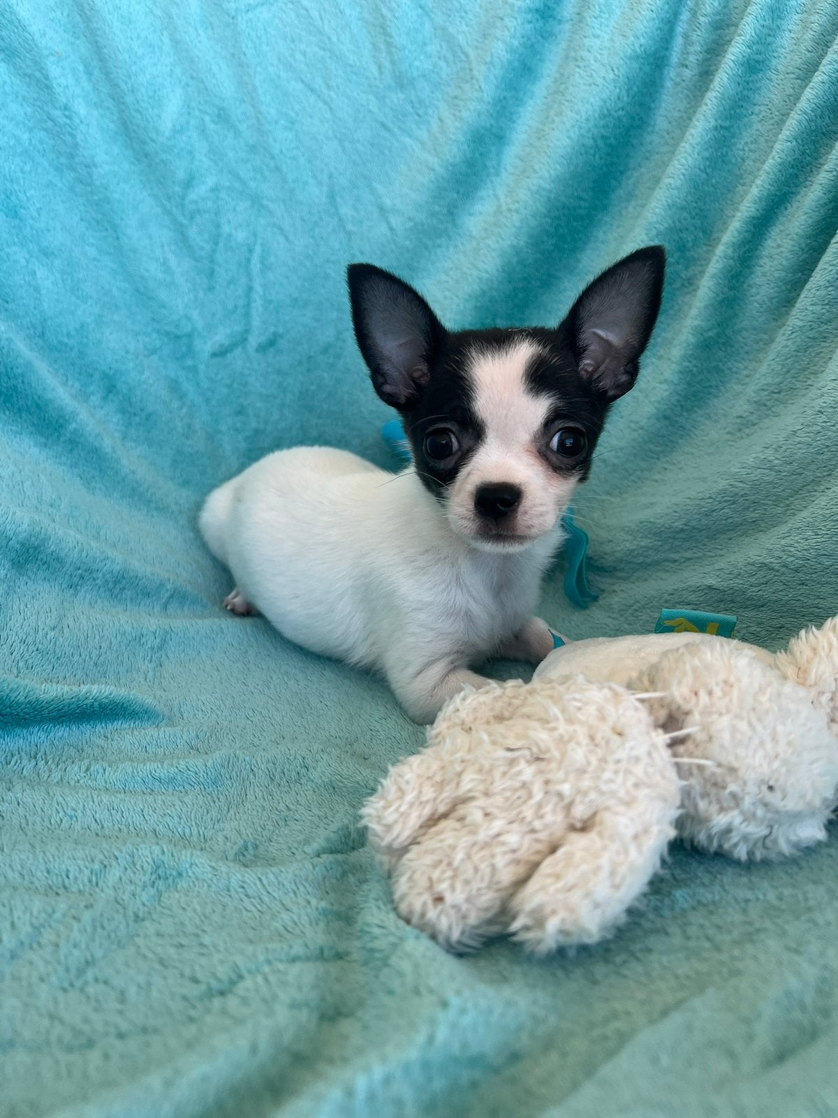 Prachtig chihuahua teefje, Particulier, 8 tot 15 weken, Buitenland, Teef