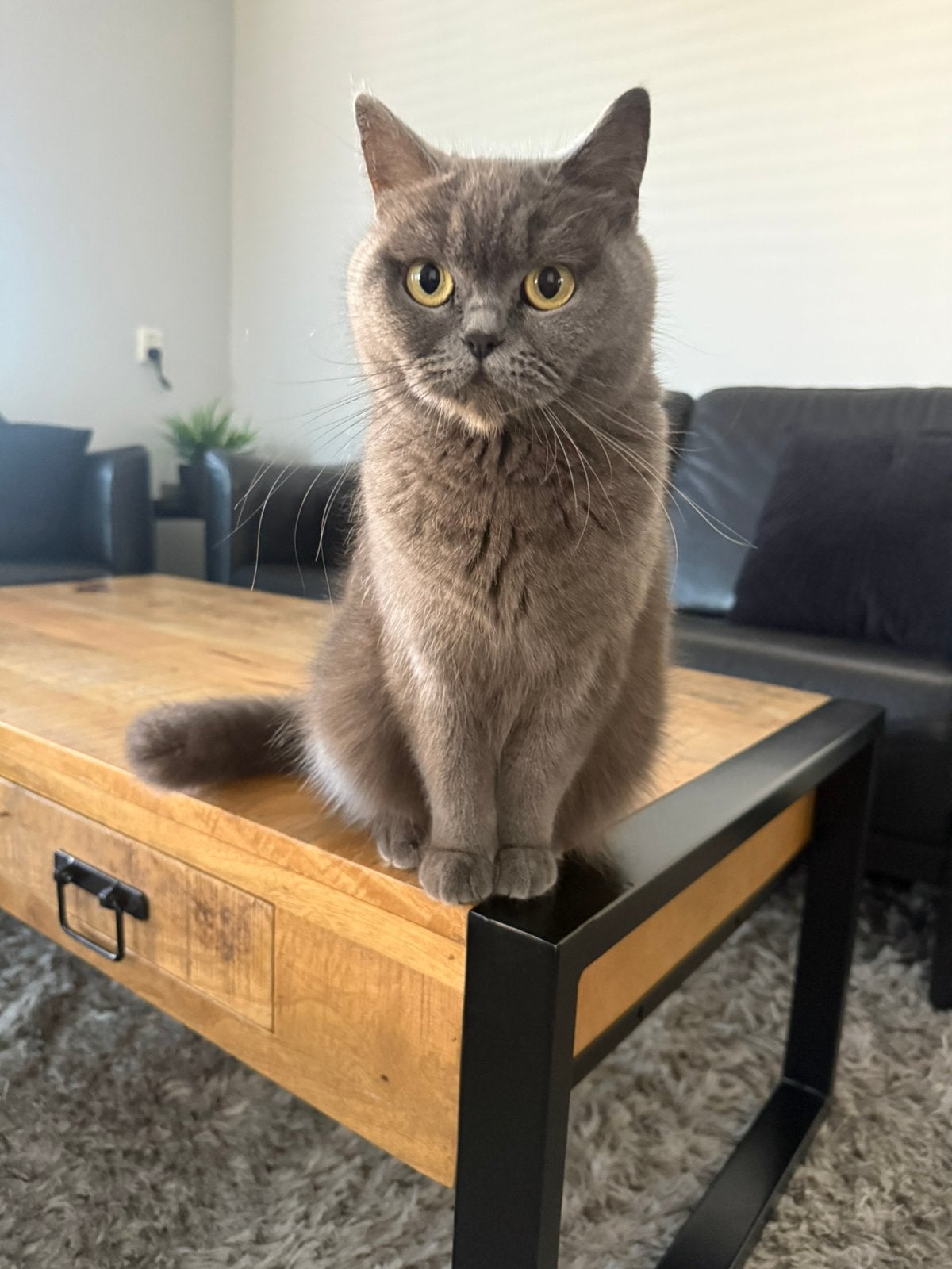 Britse Korthaar poes, Poes, Gechipt, 3 tot 5 jaar