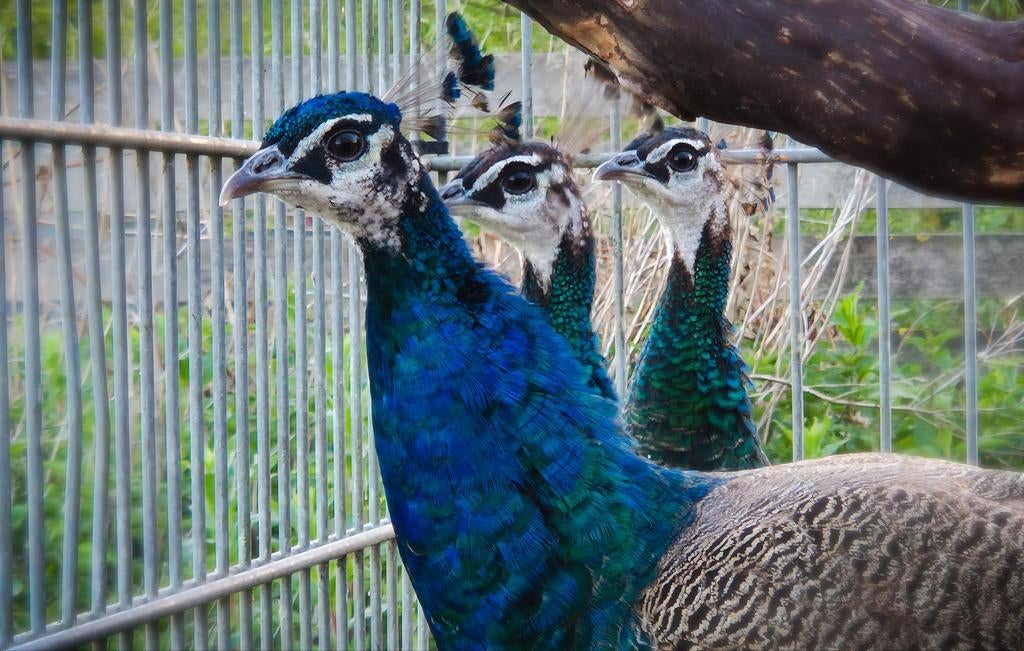 Schitterende trio blauwe pauwen te koop!, Dieren en Toebehoren, Pluimvee, Meerdere dieren, Overige soorten