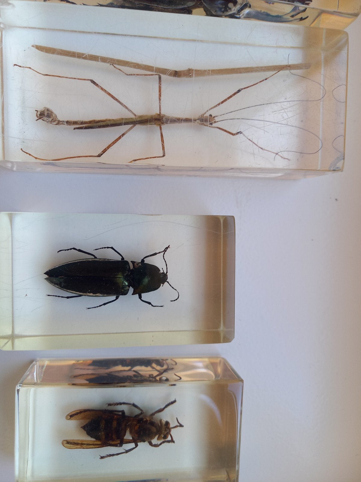 6 insecten in hars, Dieren en Toebehoren, Overige soorten
