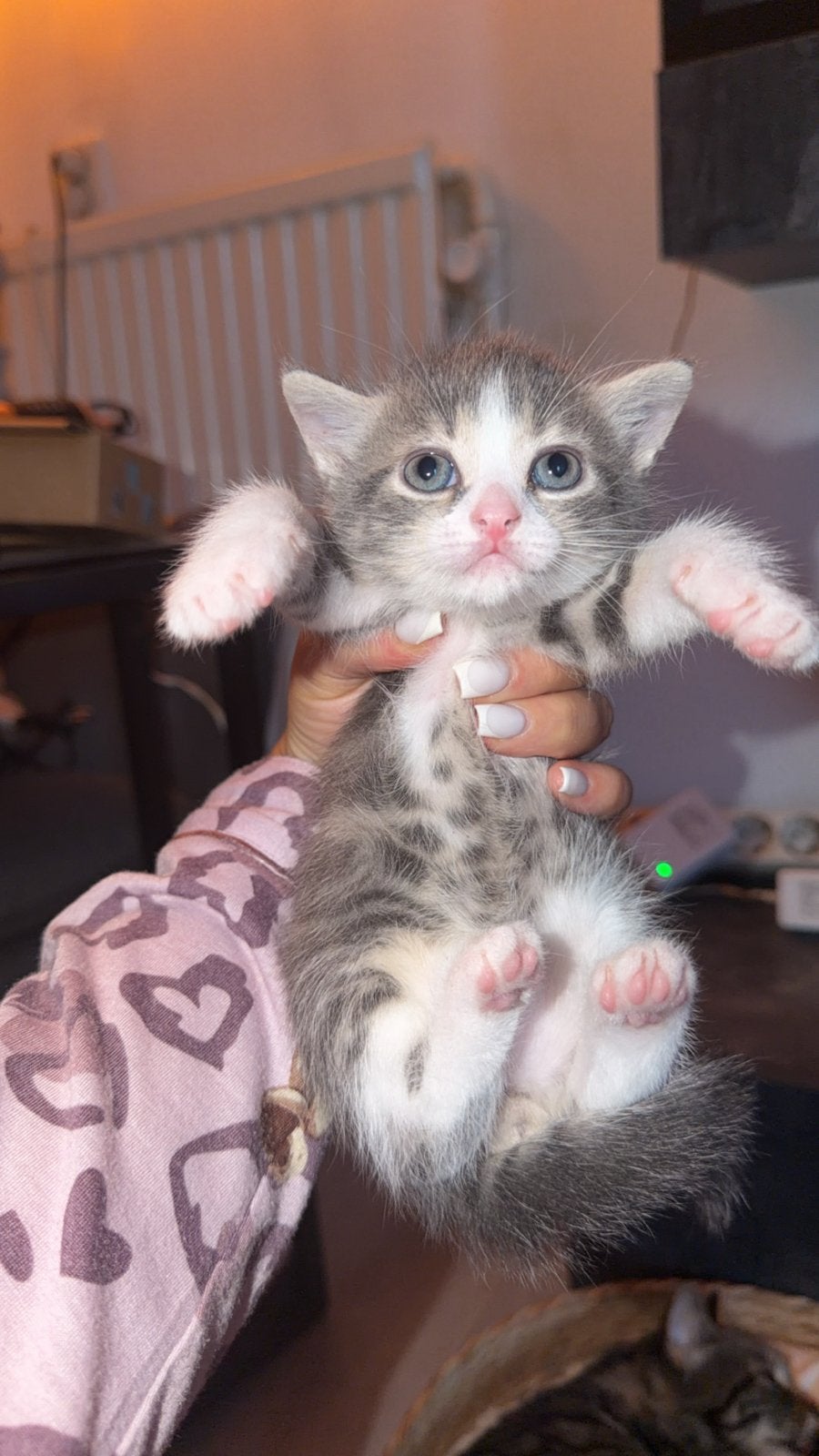 Kittens, Dieren en Toebehoren