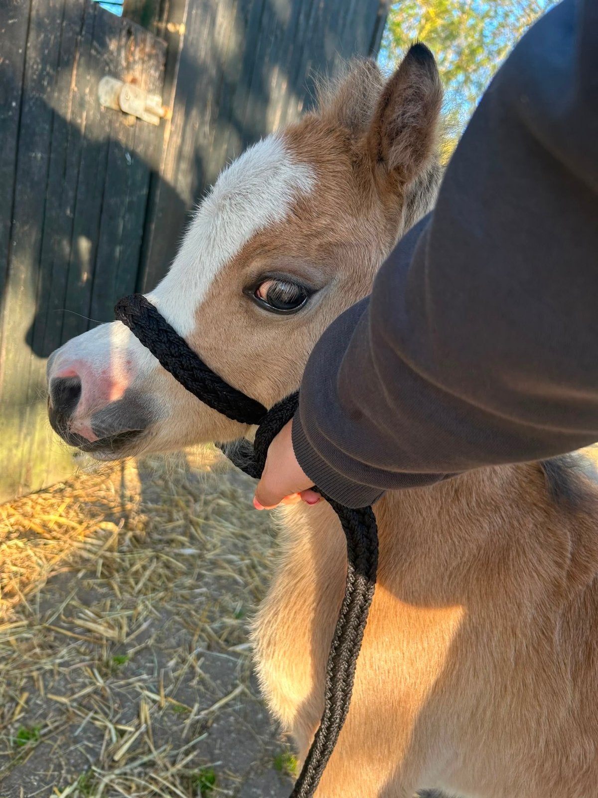 Welsh a merrie veulen, Merrie, A pony (tot 1.17m), Gechipt, 0 tot 2 jaar