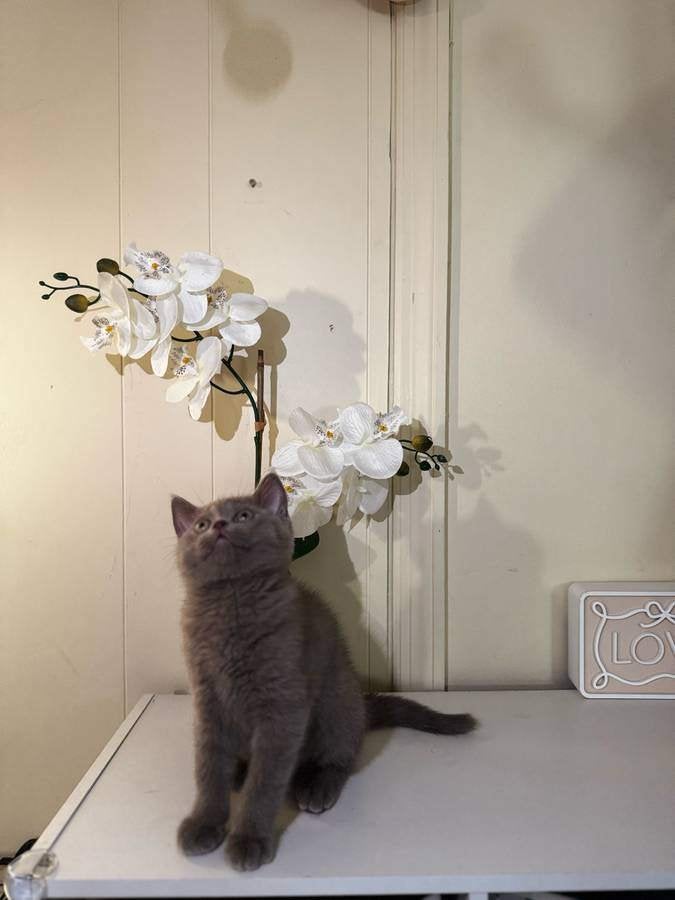 10 weken oude Brits Korthaar-kittens, Dieren en Toebehoren, Meerdere dieren, Met stamboom