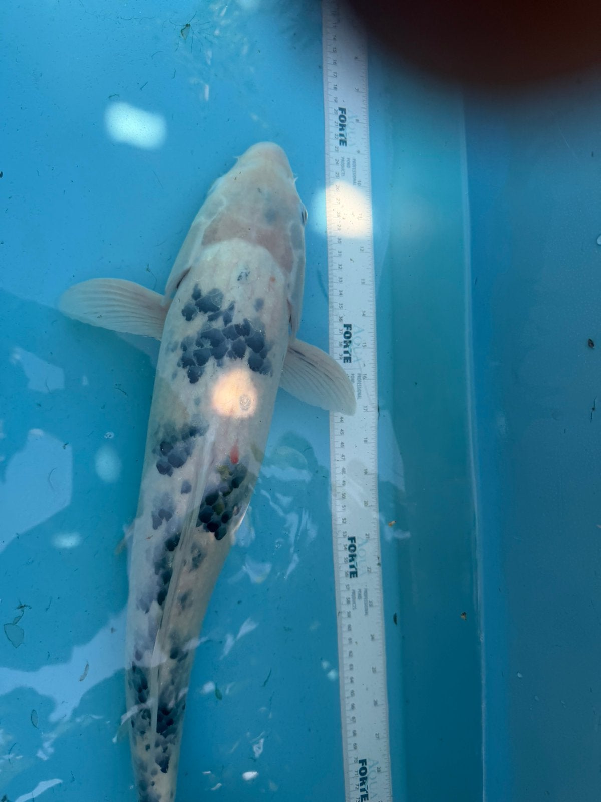 Shiro Bekko, Karper of Koi
