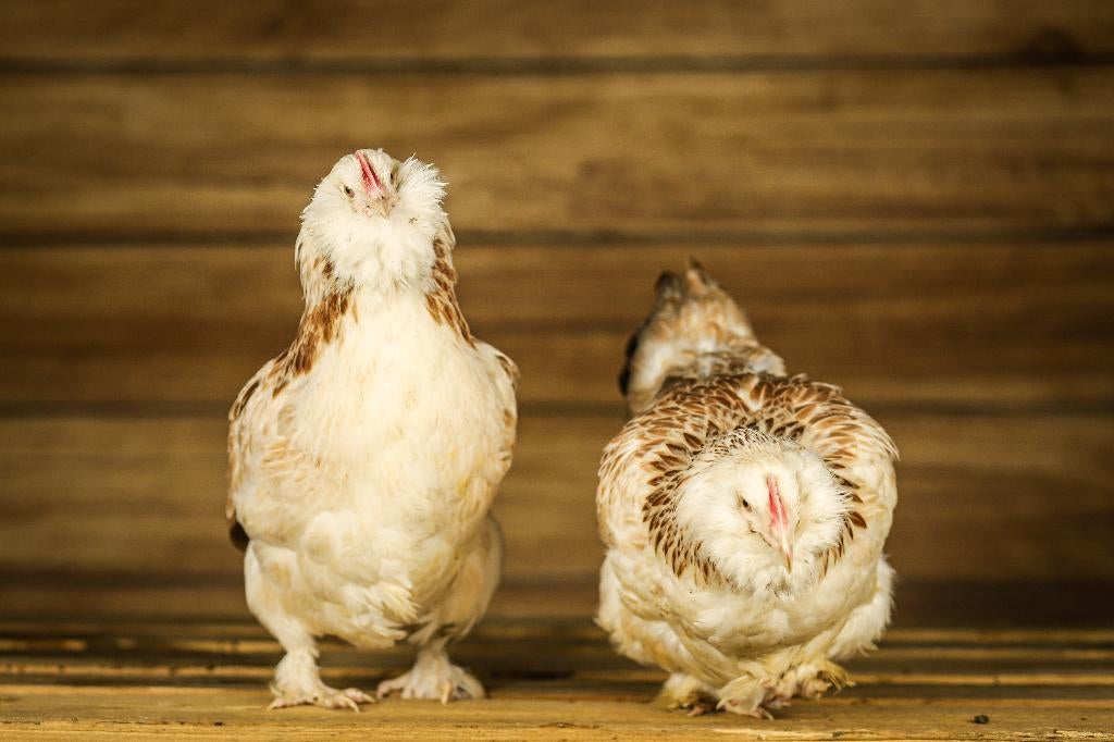 Faverolle groot | Rustige kippen | Vertrouwelijke kippen, Dieren en Toebehoren, Vrouwelijk, Kip