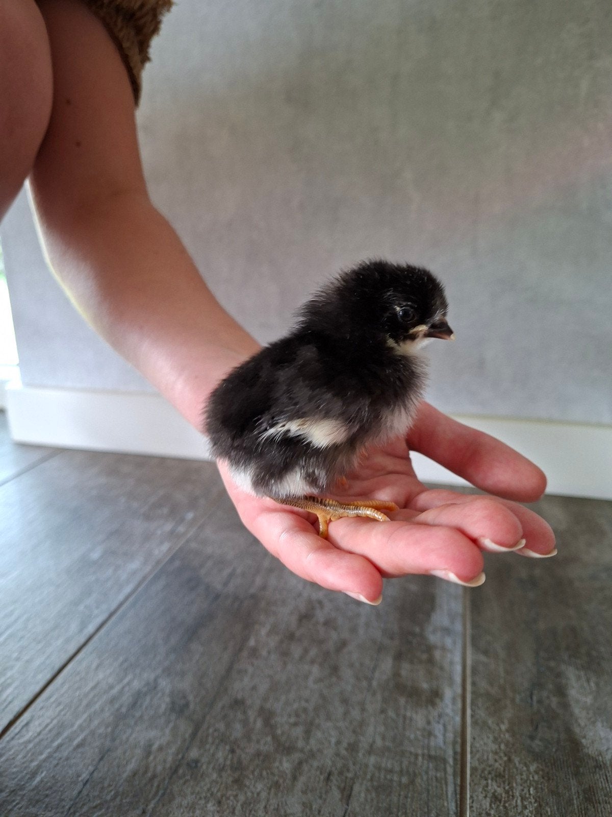 Geweldige Kuikens Mix Marans X Araucana, Geslacht onbekend, Tam