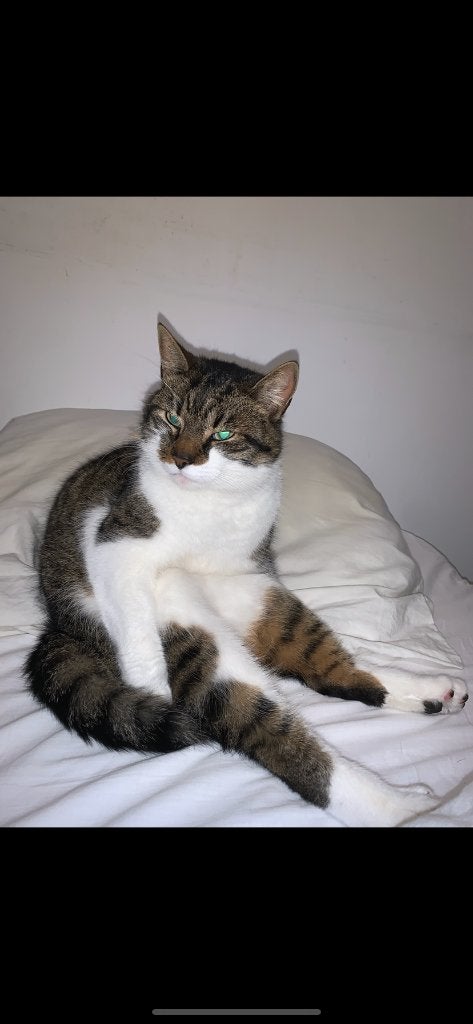 Heeft iemand Mufasa gezien?, Dieren en Toebehoren, Vermiste en Gevonden Dieren, Kat