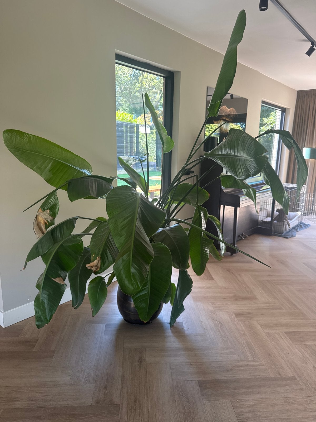Grote Strelitzia Nicolai (Paradijsvogelplant) met pot, Huis en Inrichting, Kamerplanten, Ophalen, 200 cm of meer, Overige soorten