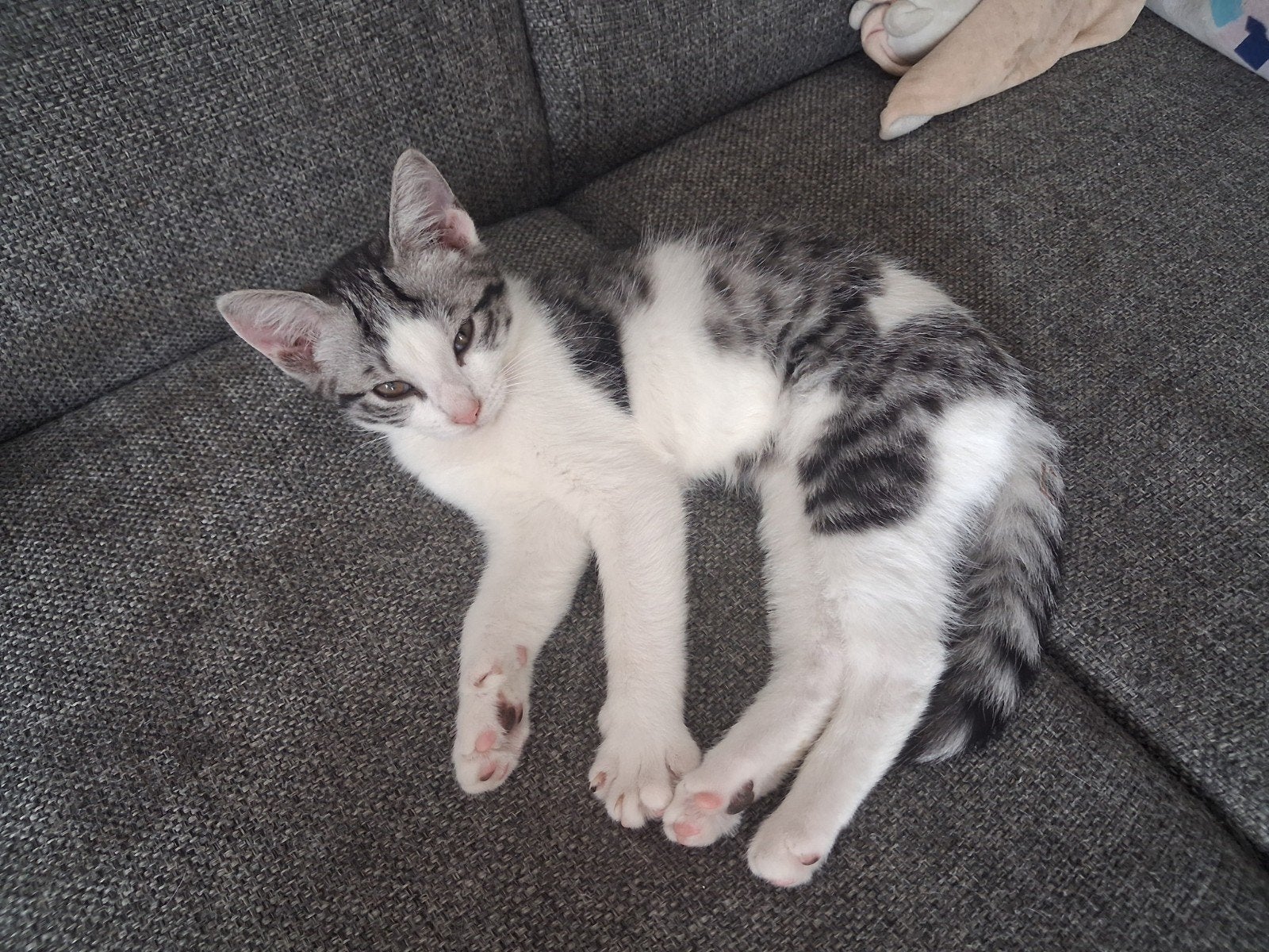 prachtige, lieve kittens, Dieren en Toebehoren, Katten en Kittens | Overige Katten, Meerdere dieren, Kortharig, 0 tot 2 jaar