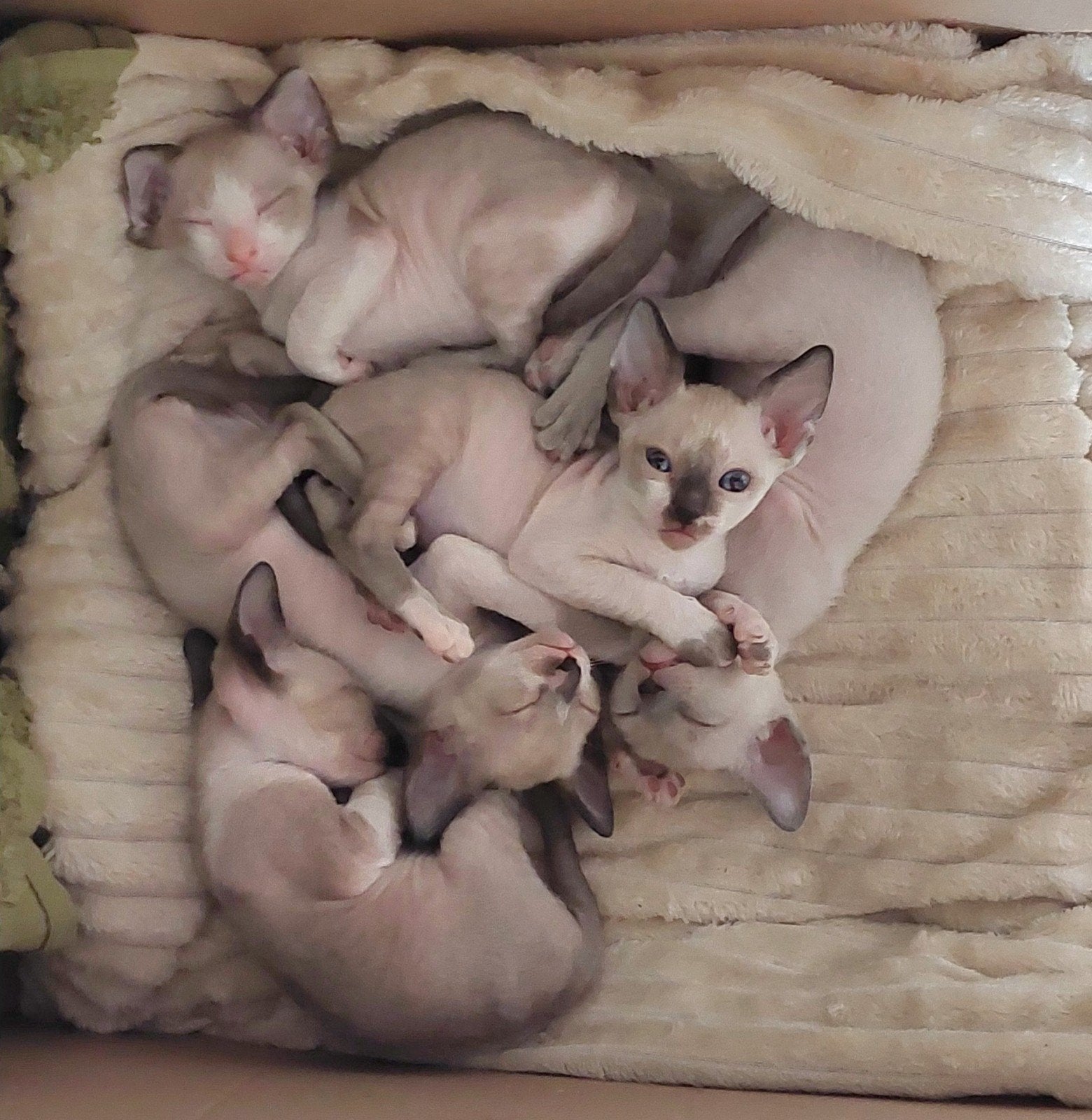 Cornish rex kitten te koop, Meerdere dieren, Gechipt, 0 tot 2 jaar
