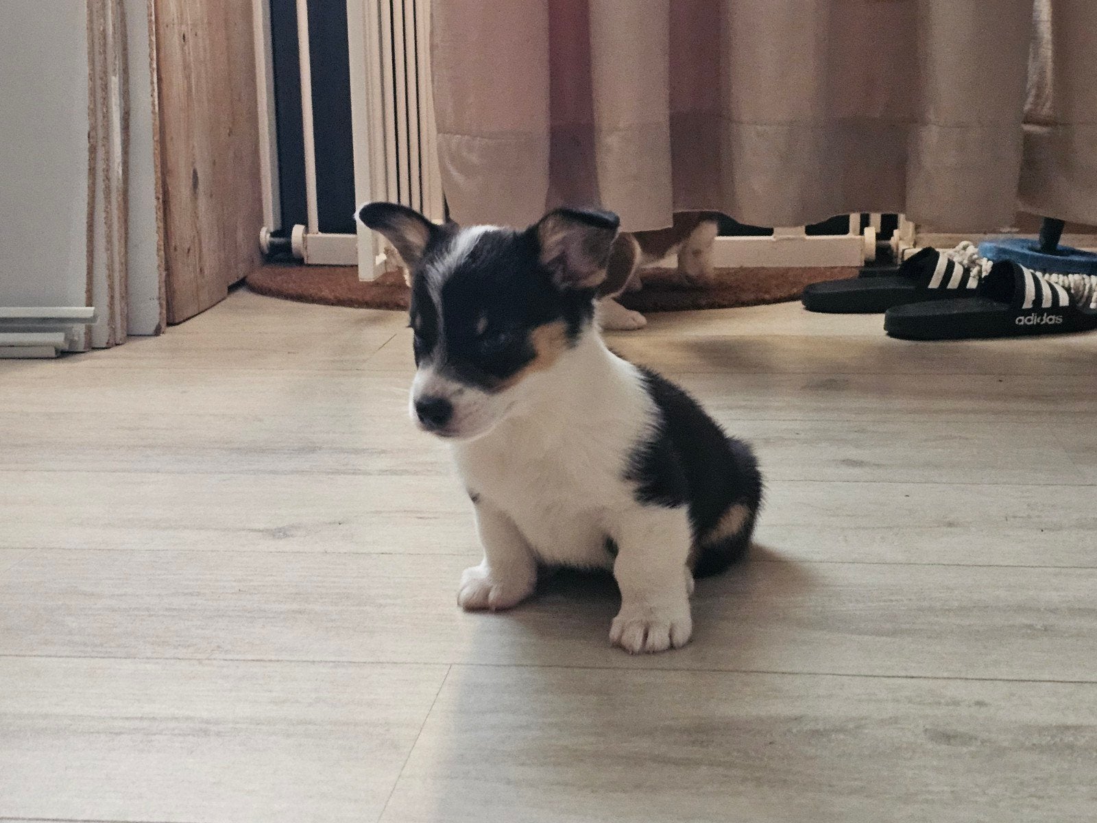 1 welsh corgi cardigan pup zoekt fijn mandje, Dieren en Toebehoren, HCC (leverziekte), Overige rassen, 8 tot 15 weken, Meerdere