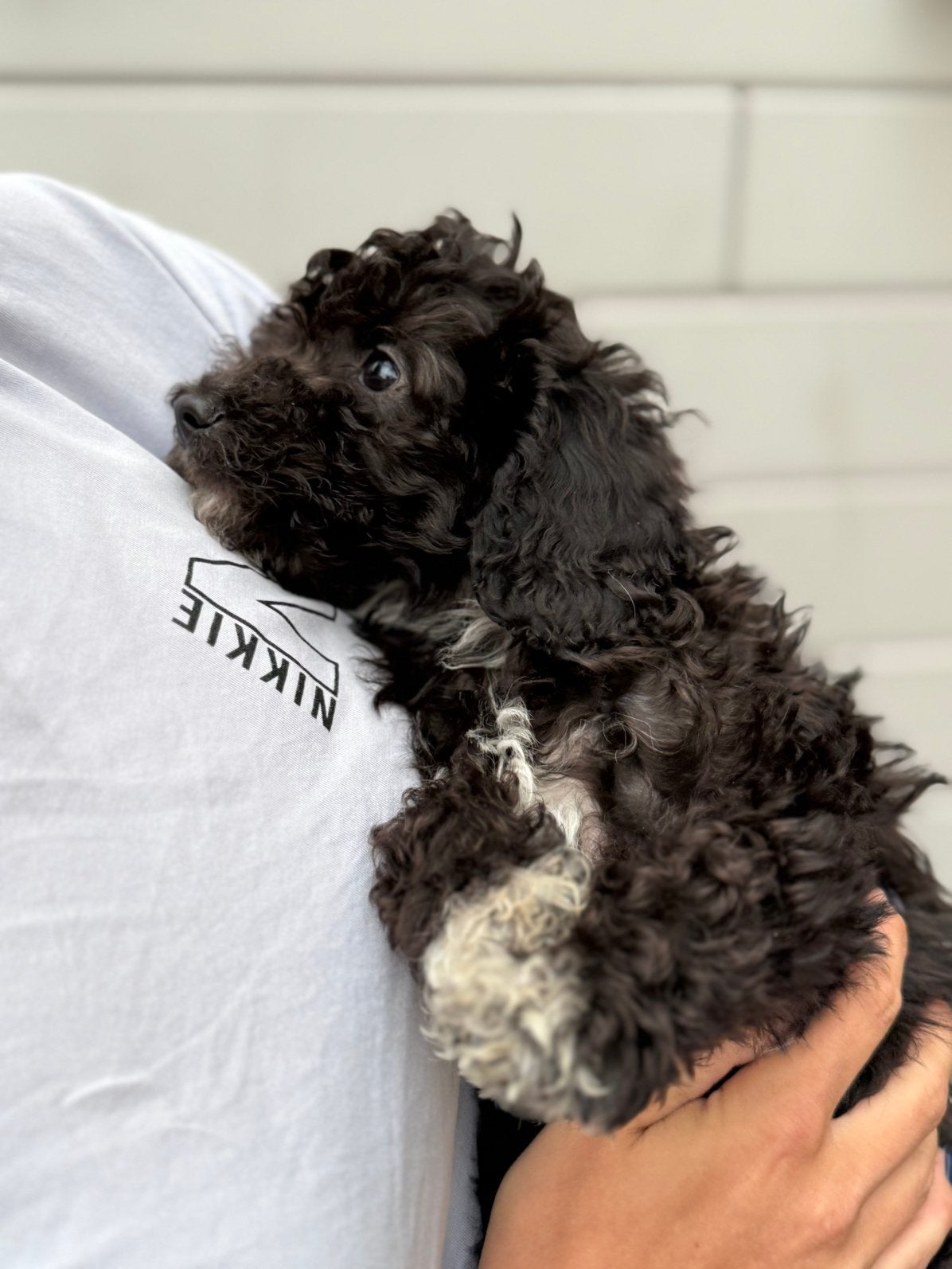 Maltipoo pups, Parvo, Reu, 8 tot 15 weken, Meerdere