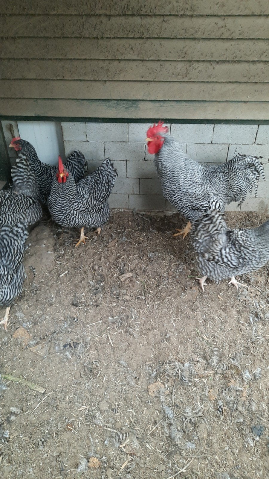 Kippen, Dieren en Toebehoren, Pluimvee, Kip, Meerdere dieren
