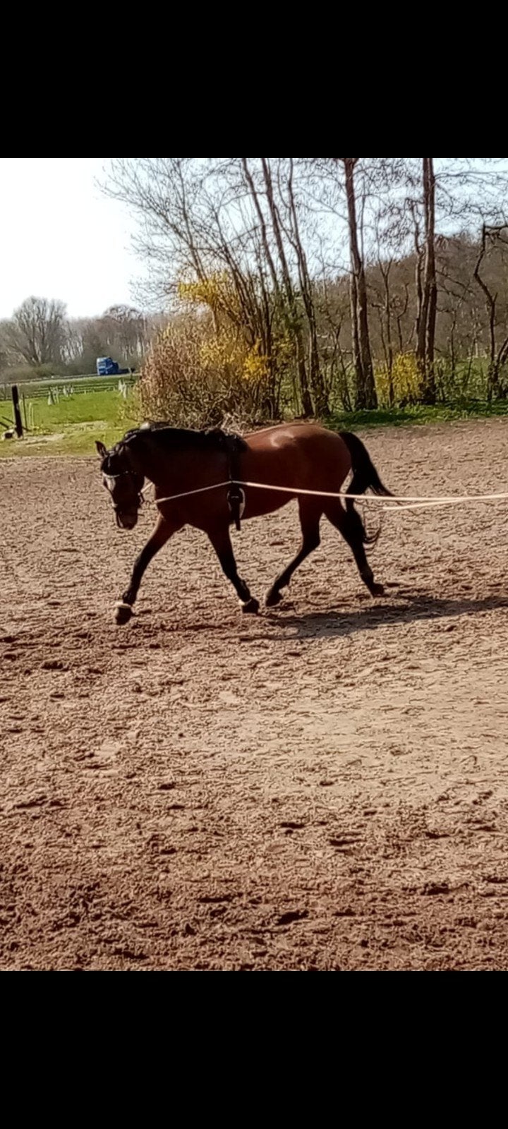 Instructie & sportmassage, Diensten en Vakmensen, Dieren | Paarden | Verzorging, Oppas en Les