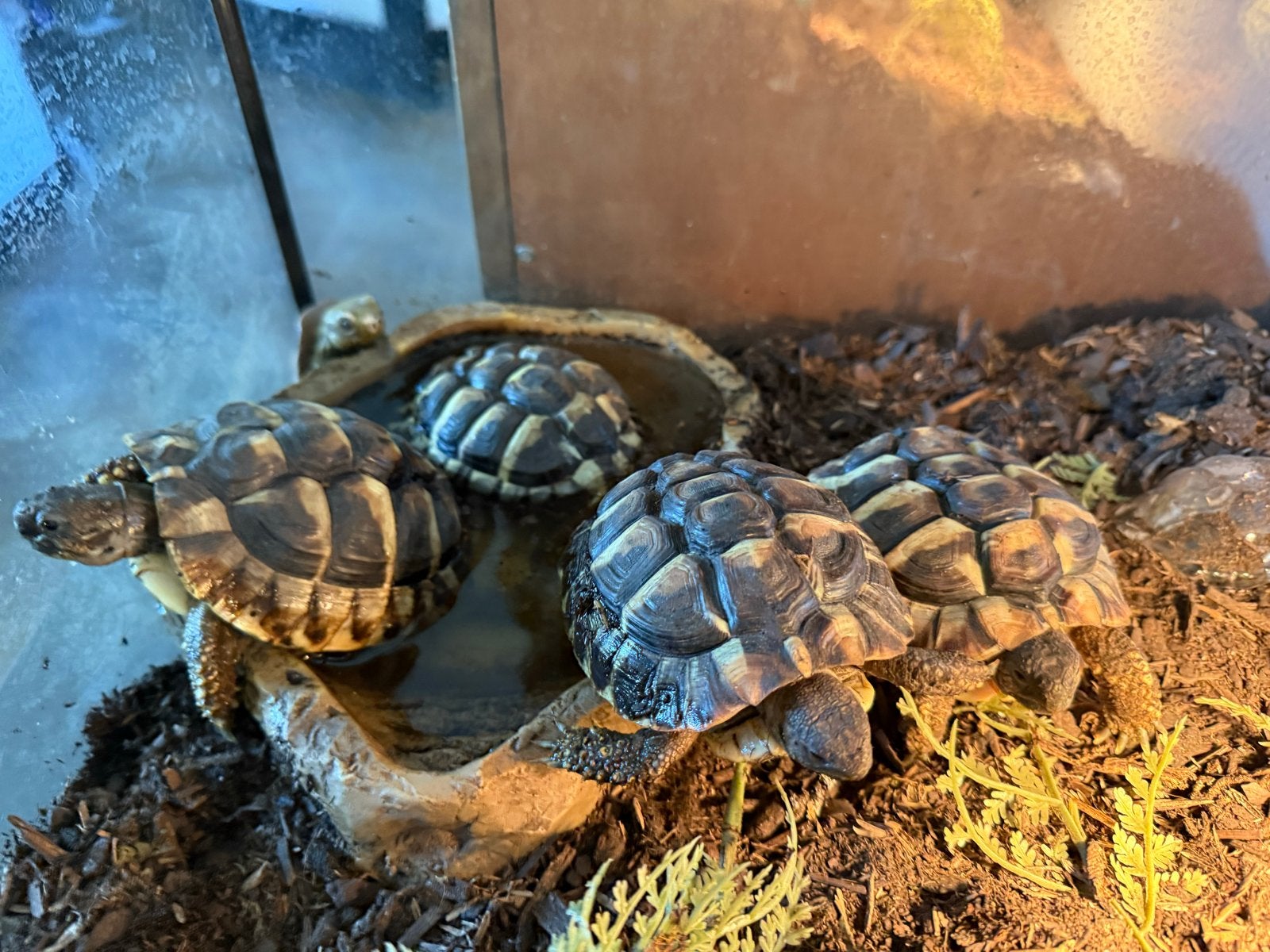 Te koop: 4 Griekse landschildpadjes Tortoise photo 2