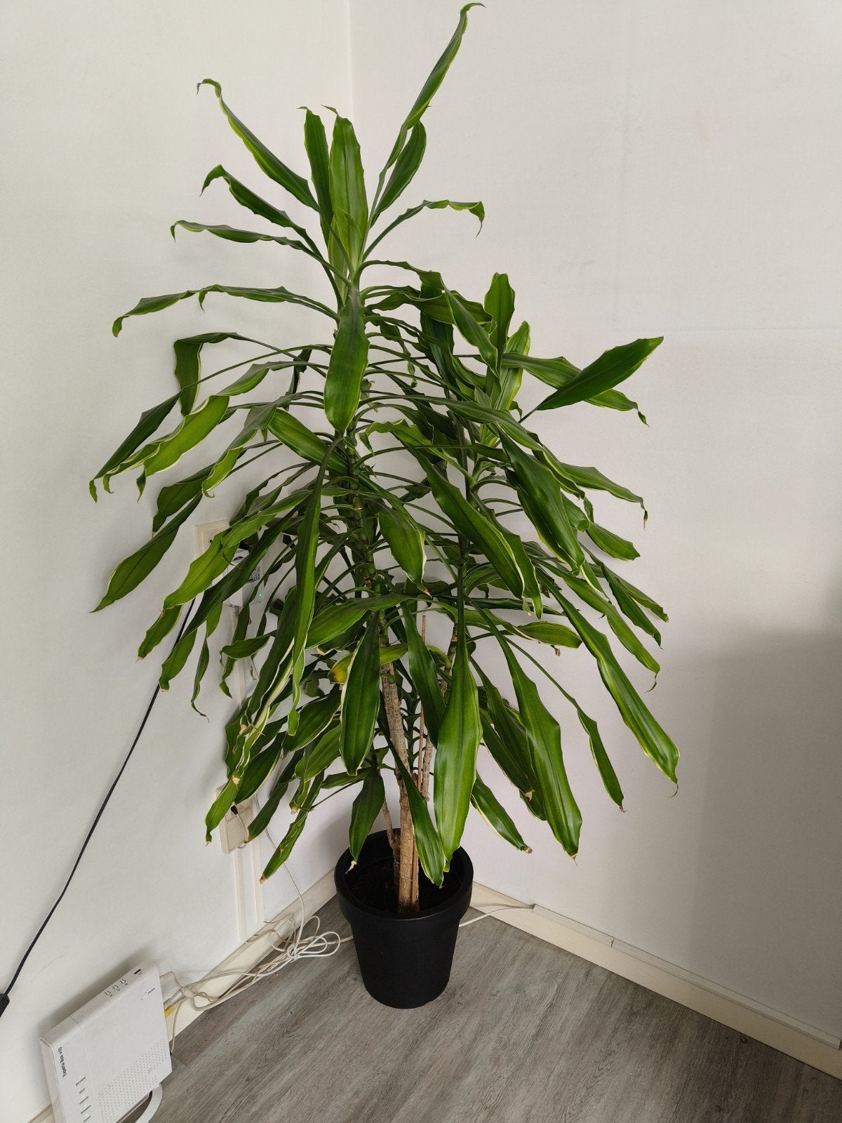 Grote Dracaena fragrans 'Massangeana' in pot, Ophalen, Overige soorten, Halfschaduw, In pot