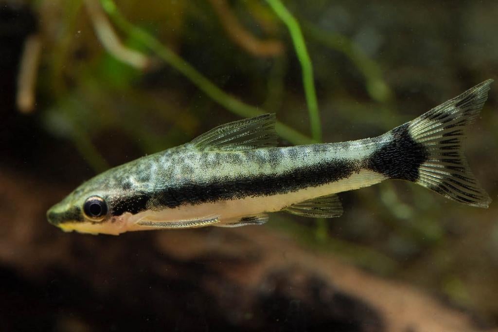 Otocinclus hoppei - Koidream Valburg, Vis, Zoetwatervis