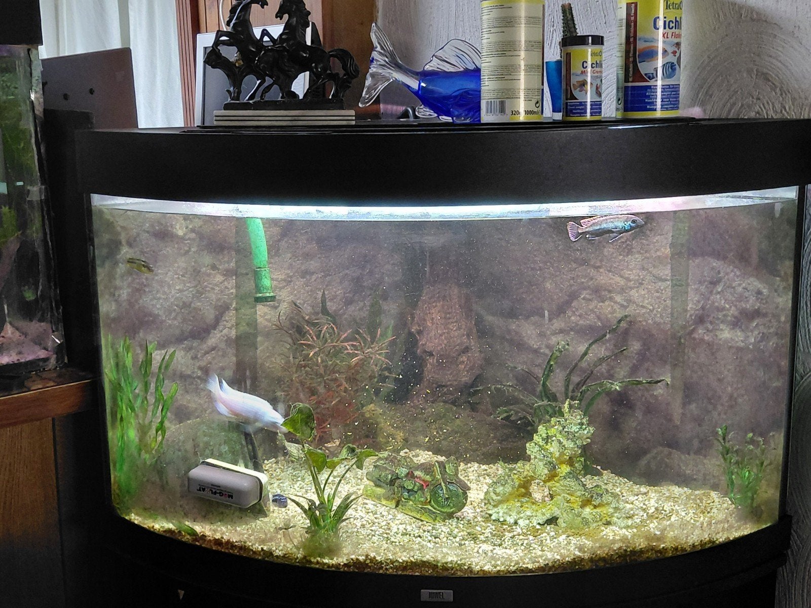 Hoekaqarium met onderkast, Ophalen, Gevuld zoetwateraquarium