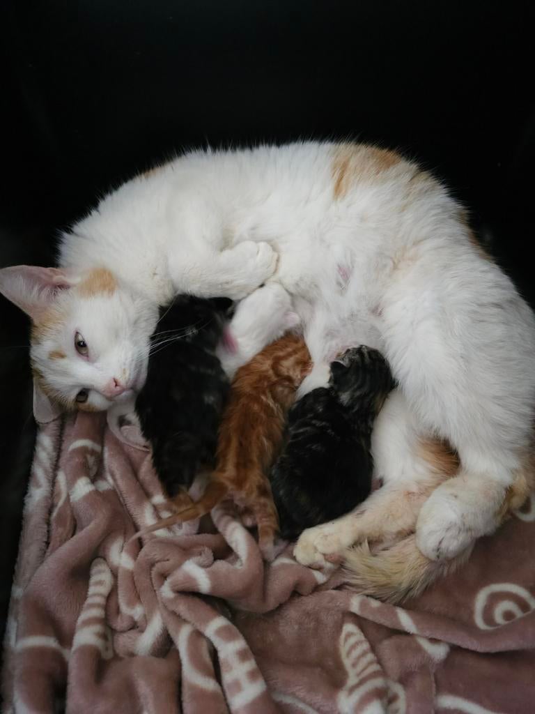 Lieve kittens, Europese korthaar, Dieren en Toebehoren, Katten en Kittens | Overige Katten, Meerdere dieren, Kortharig, 0 tot 2 jaar