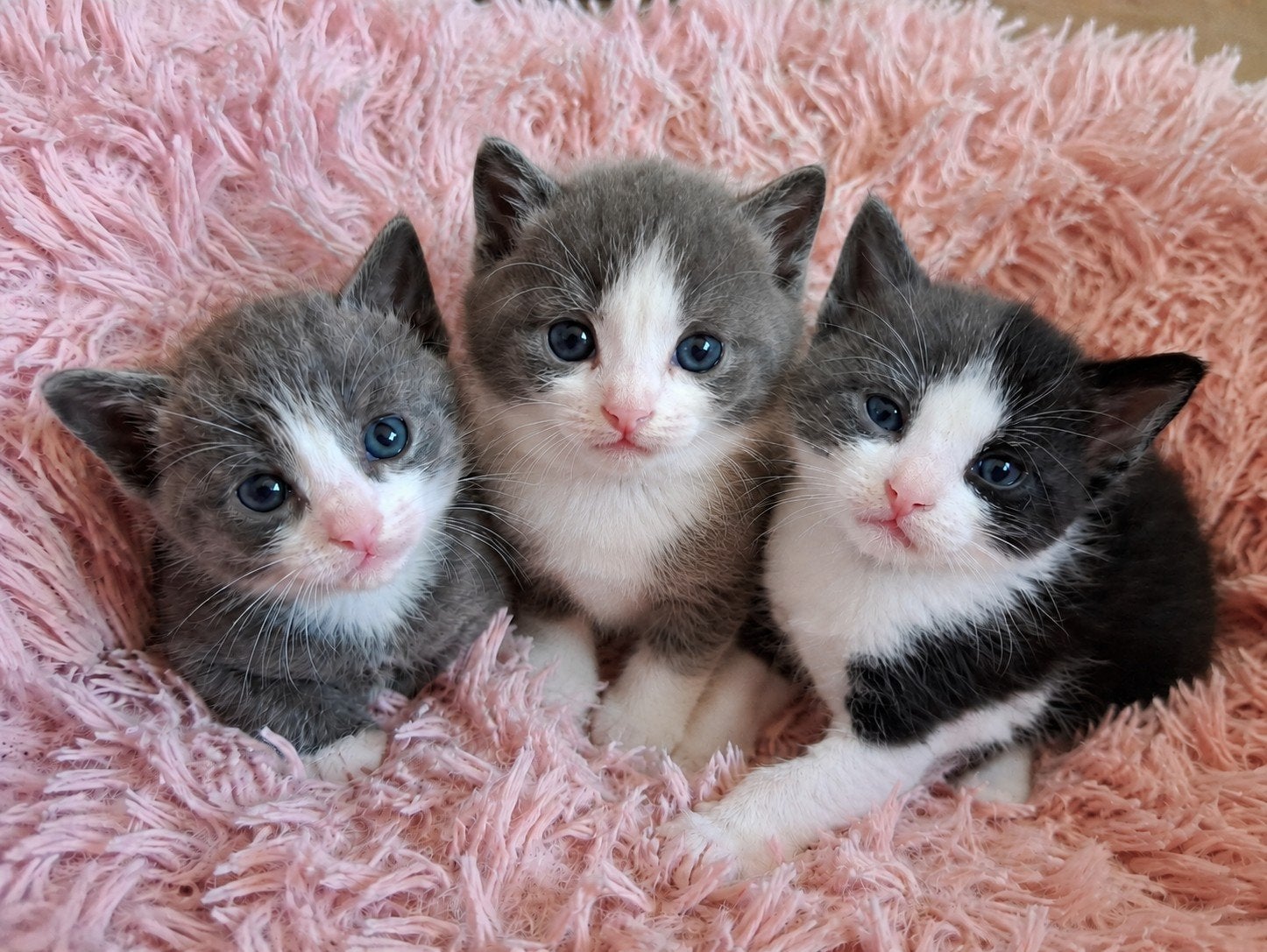 kittens, grijs wit, katertjes, Kater, Kortharig, 0 tot 2 jaar