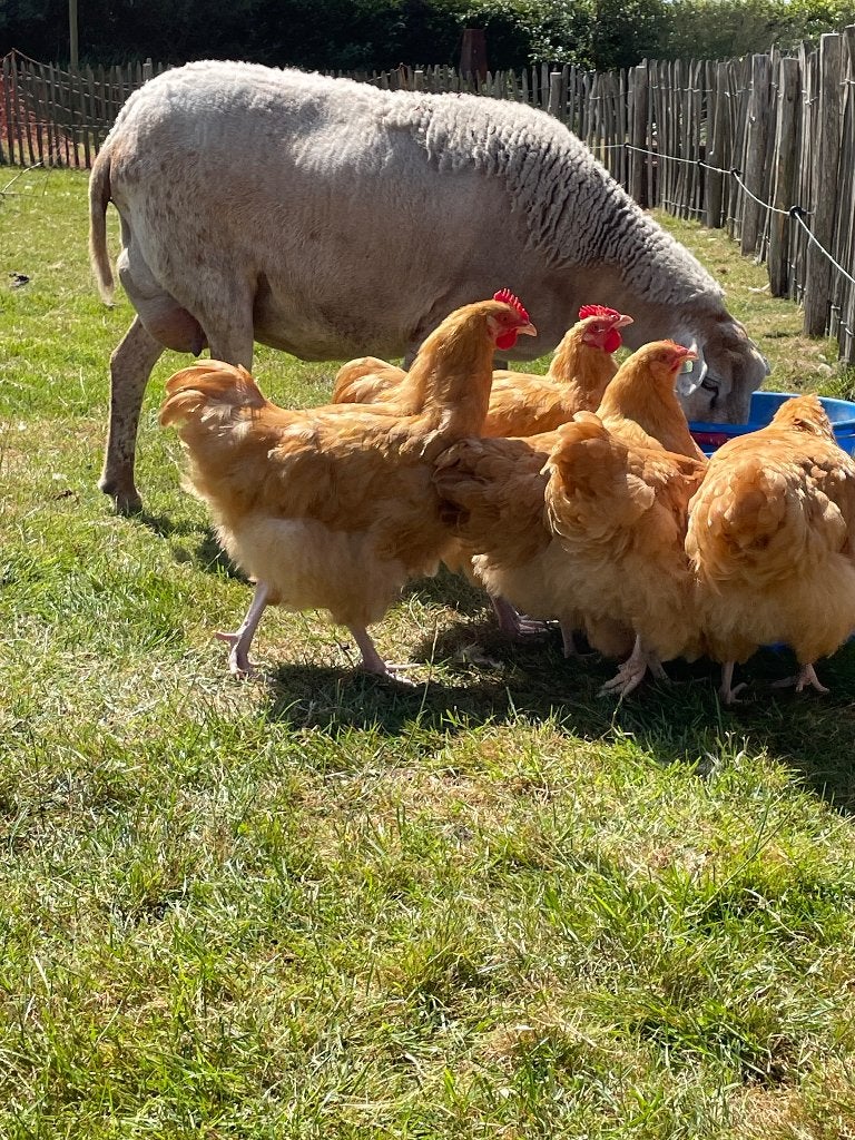 Orpington buff groot haan, Mannelijk, Kip