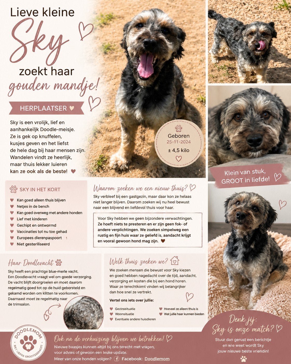 Lieve kleine Labradoodle Sky ️ Herplaatser, 1 tot 2 jaar, Teef, Eén hond, Klein