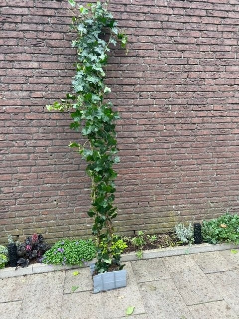 Kant en Klaar haag, Ophalen of Verzenden, Nieuw, Minder dan 10 m², Gras