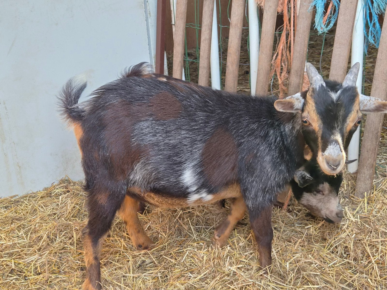 maanvlek schimmel bokje, Dieren en Toebehoren, Schapen, Geiten en Varkens, Mannelijk, Geit, 0 tot 2 jaar