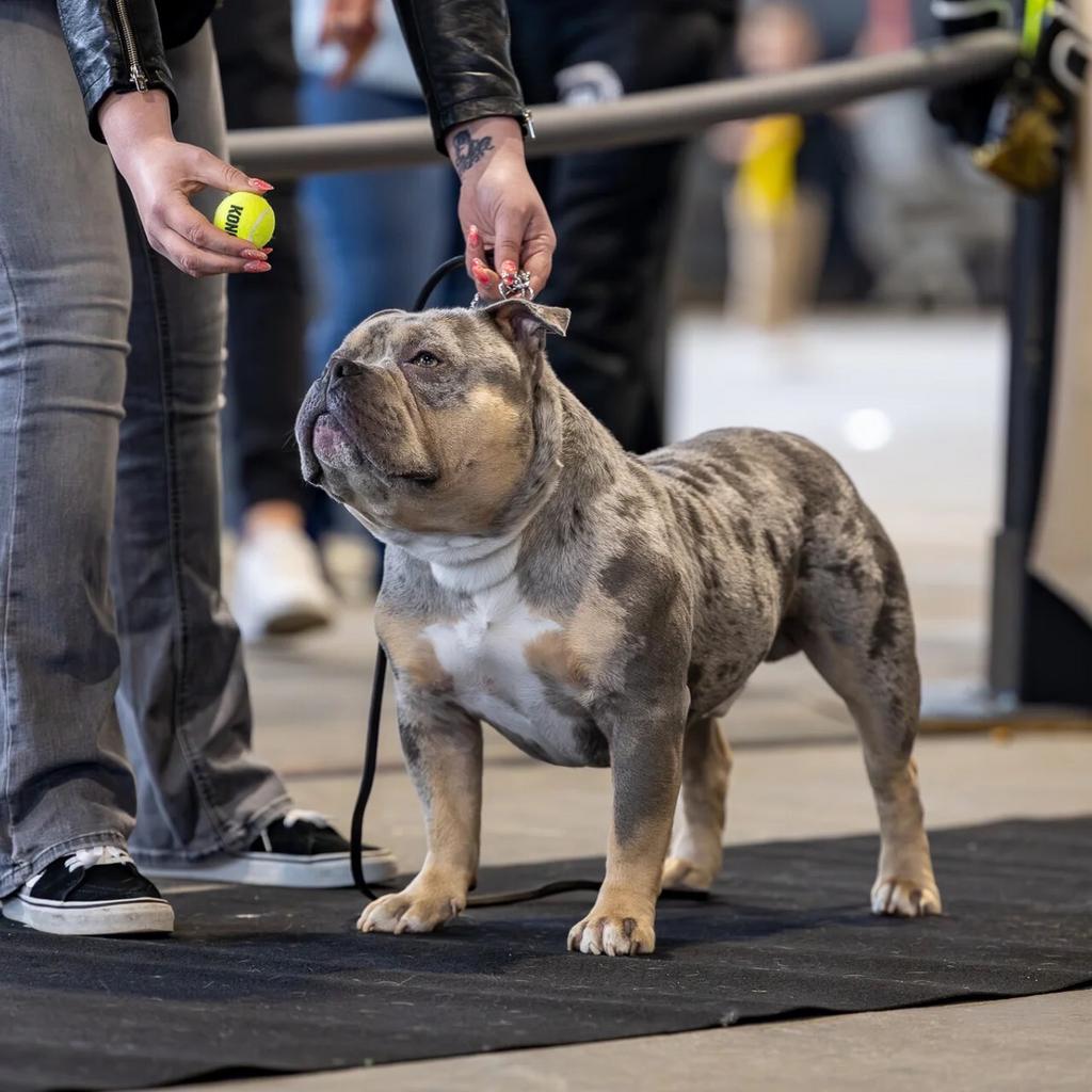 american bully pocket dekreu, Dieren en Toebehoren, Reu, 1 tot 2 jaar, Parvo, Eén hond